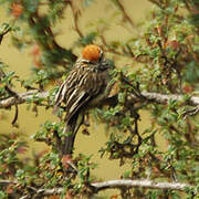 White-browed Tit-Spinetail