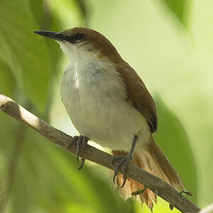 Red-and-white Spinetail