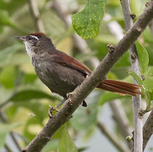Line-cheeked Spinetail