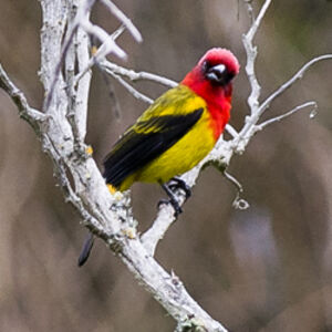 Red-hooded Tanager