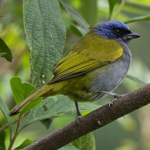 Tangara � t�te bleue