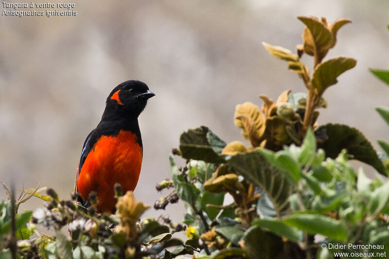 Scarlet-bellied Mountain Tanager