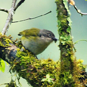 Common Bush Tanager