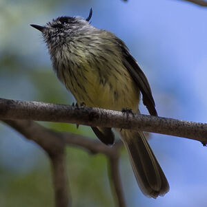 Tufted Tit-Tyrant