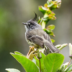 Tufted Tit-Tyrant