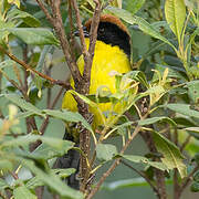 Yellow-breasted Brushfinch