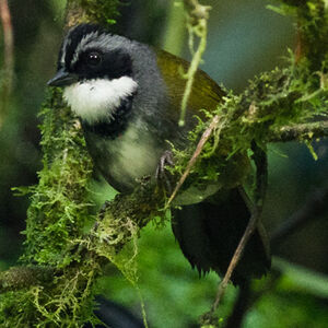 White-browed Brush Finch