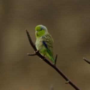 Pacific Parrotlet