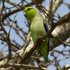 Pacific Parrotlet