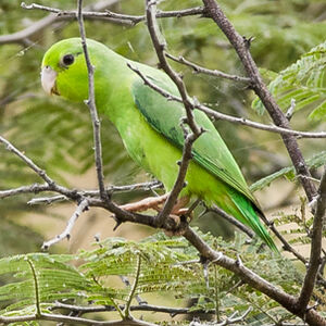Pacific Parrotlet