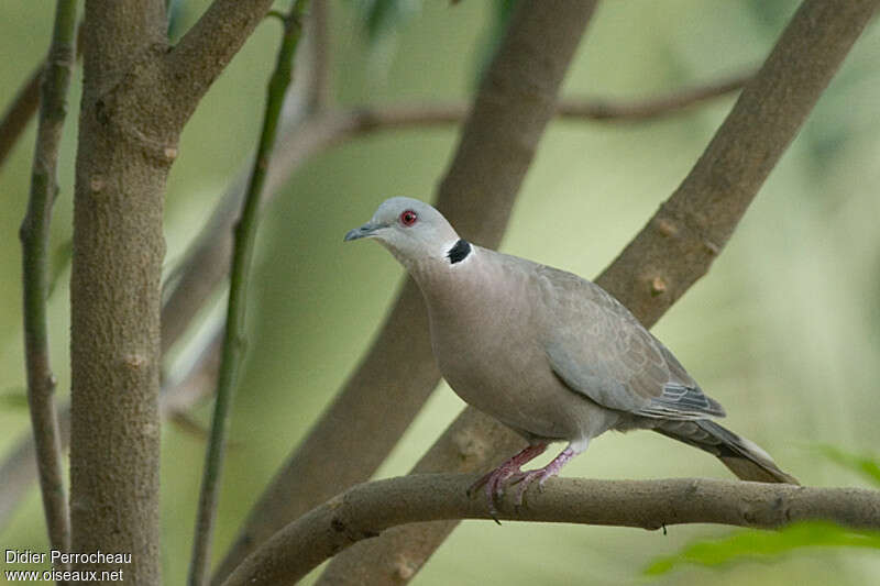 Red-eyed Doveadult, pigmentation