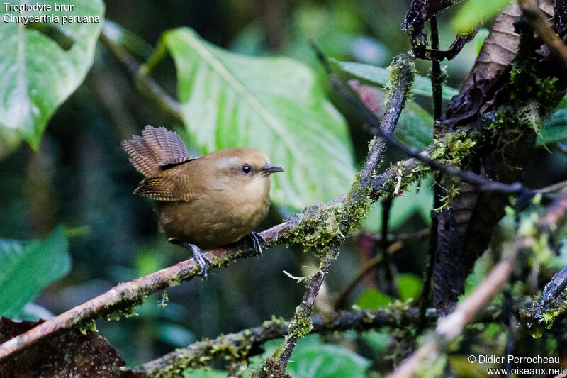 Peruvian Wrenjuvenile
