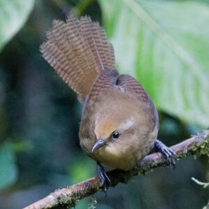 Peruvian Wren