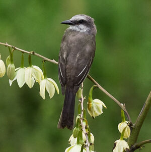 Tropical Kingbird