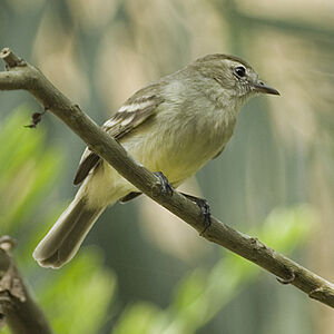Mouse-colored Tyrannulet