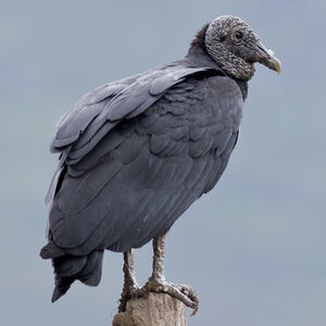 Black Vulture