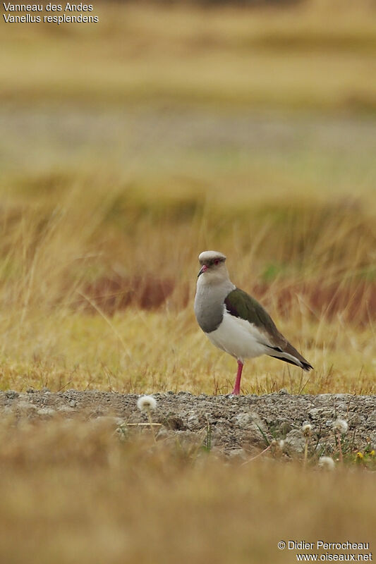 Andean Lapwing, identification