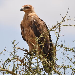 Aigle ravisseur