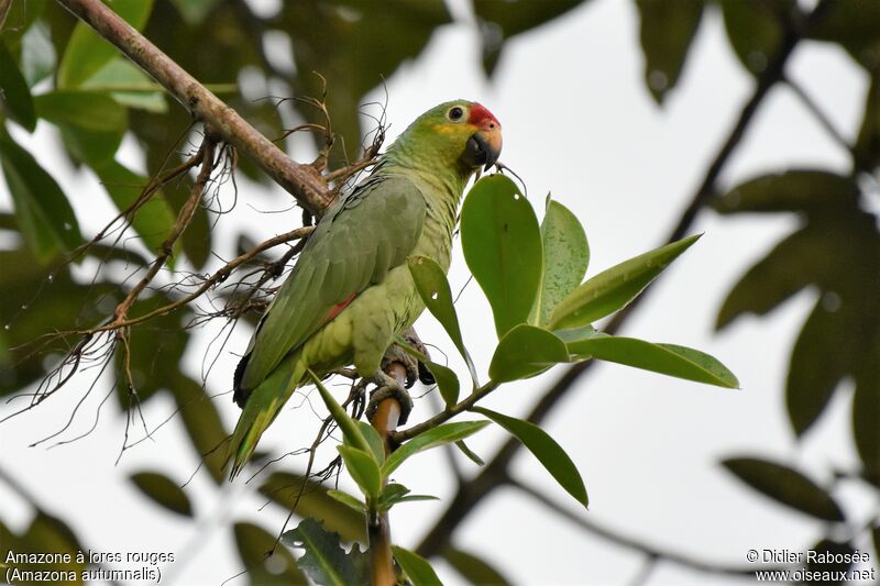 Red-lored Amazon