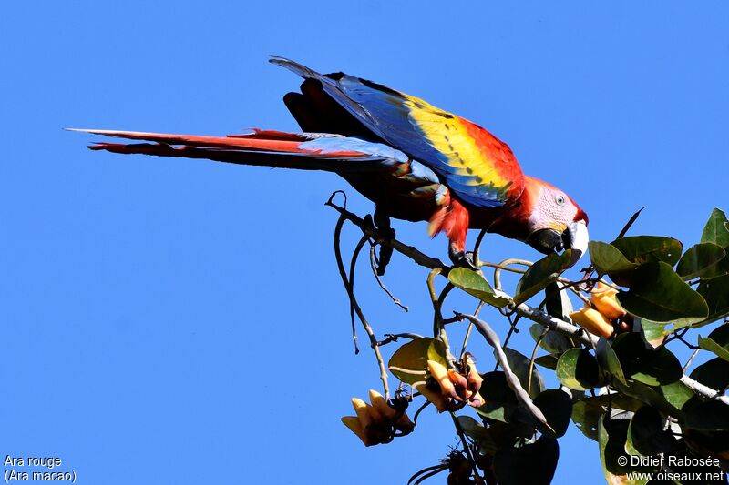 Scarlet Macaw, eats