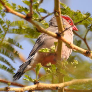 Black-rumped Waxbill