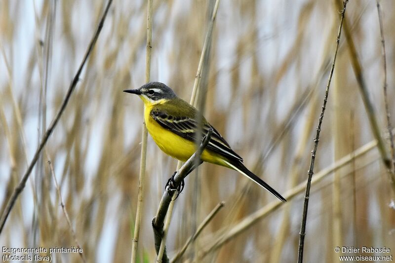 Western Yellow Wagtail male adult breeding