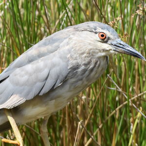 Black-crowned Night Heron