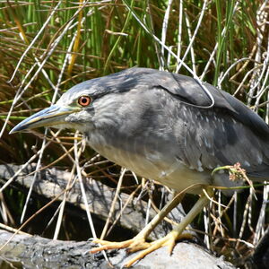 Black-crowned Night Heron