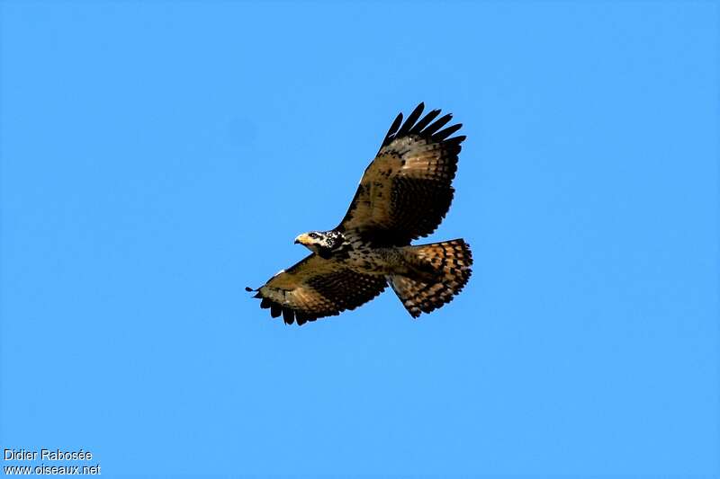 Common Black Hawkjuvenile, Flight