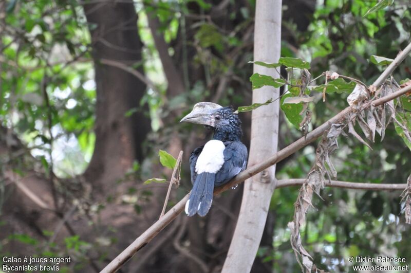 Silvery-cheeked Hornbill female adult