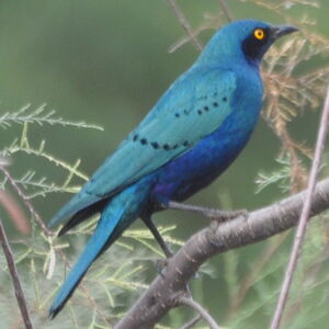 Choucador � oreillons bleus