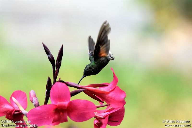 Black-bellied Hummingbird male, Flight, drinks