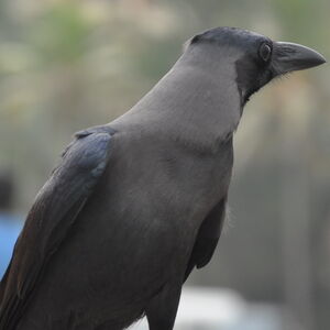 House Crow