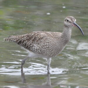 Whimbrel 
&copy; Didier Rabos�e