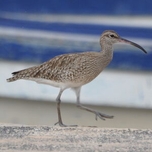 Whimbrel 
&copy; Didier Rabos�e