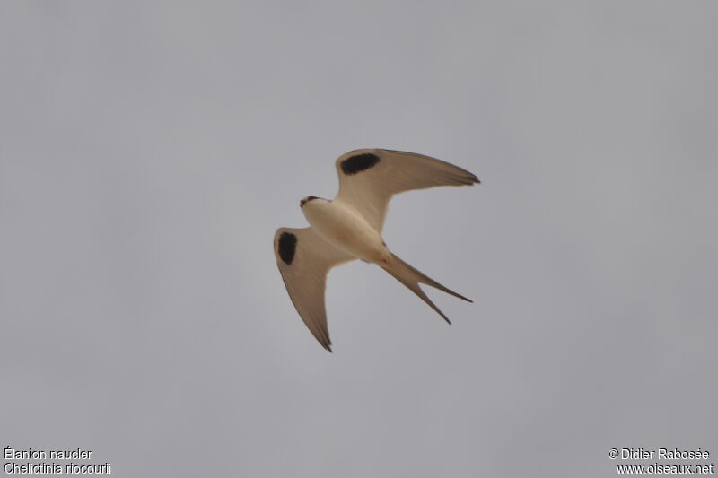 Scissor-tailed Kiteadult, Flight