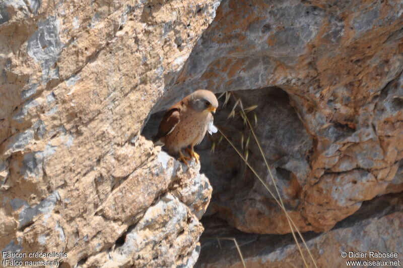 Lesser Kestrel male adult, Reproduction-nesting