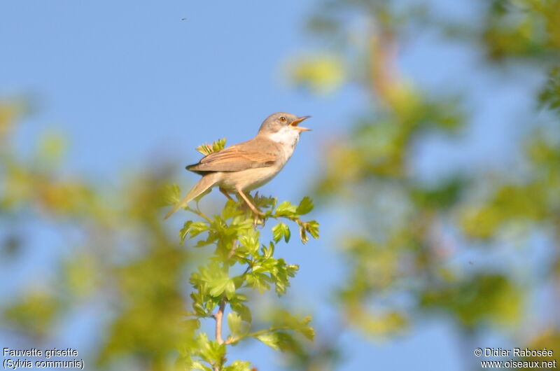 Common Whitethroat male, song
