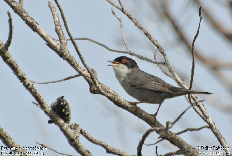 Sardinian Warbler male adult, song