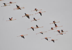 Flamant rose
