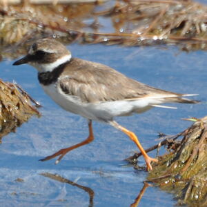 Common Ringed Plover 
&copy; Didier Rabos�e