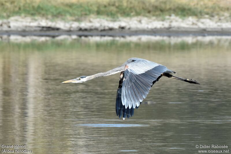 Great Blue Heron, Flight