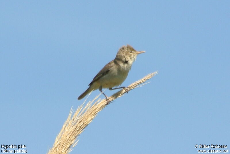 Eastern Olivaceous Warbler male adult, song