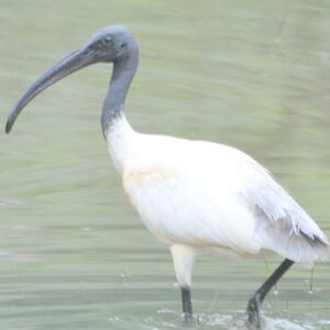 Ibis à tête noire