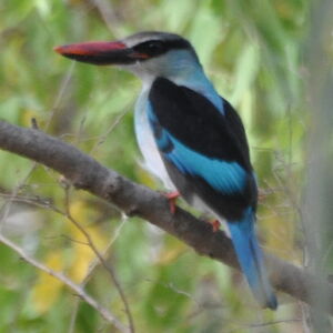 Blue-breasted Kingfisher