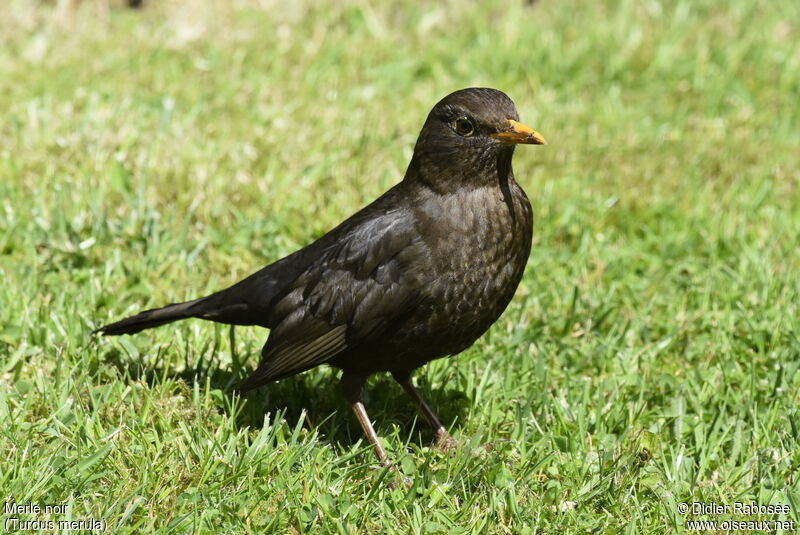 Common Blackbird female Fourth year breeding, identification, pigmentation, walking
