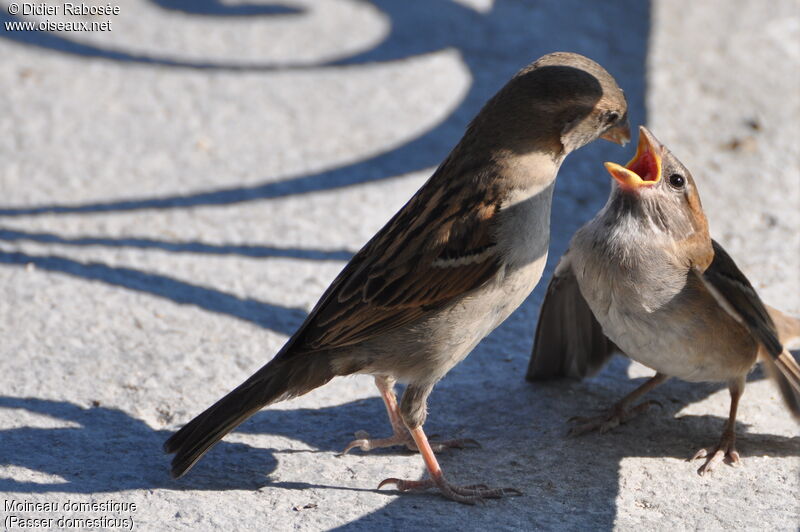 House Sparrow, Reproduction-nesting, Behaviour
