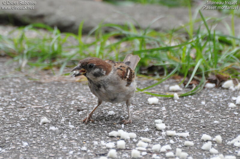 Eurasian Tree SparrowFirst year, feeding habits