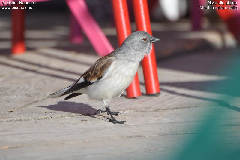 White-winged Snowfinch