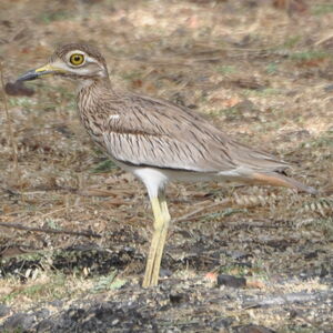 Senegal Thick-knee